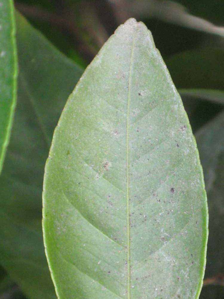              Margin (Riverside, CA)       